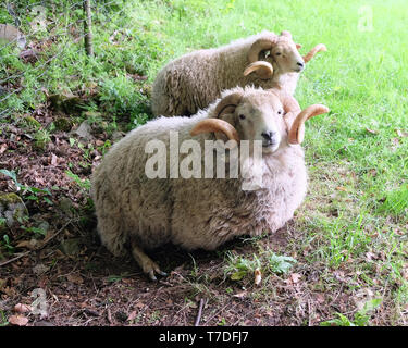Maggio 2019 - dalle lunghe corna Dorset ram ovini nelle zone rurali del Somerset campo Foto Stock