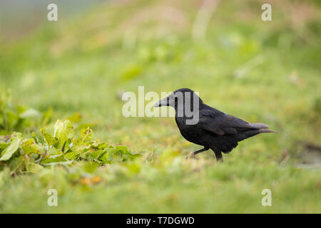 Carrion crow sull'erba in cerca di cibo Foto Stock