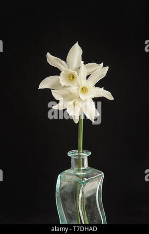 Narciso bianco su sfondo nero Foto Stock