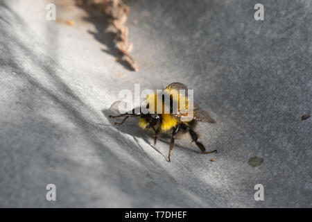 Piccolo giardino bumblebee (Bombus hortorum), Regno Unito Foto Stock