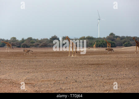 Conservation Park a Sir Baniyas Isola, Abu Dhabi, Emirati arabi uniti Foto Stock