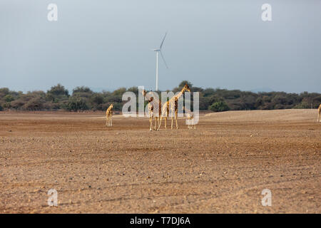 Conservation Park a Sir Baniyas Isola, Abu Dhabi, Emirati arabi uniti Foto Stock