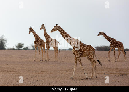 Conservation Park a Sir Baniyas Isola, Abu Dhabi, Emirati arabi uniti Foto Stock