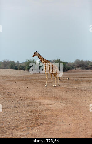 Conservation Park a Sir Baniyas Isola, Abu Dhabi, Emirati arabi uniti Foto Stock