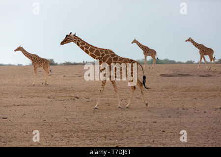Conservation Park a Sir Baniyas Isola, Abu Dhabi, Emirati arabi uniti Foto Stock