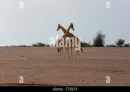Conservation Park a Sir Baniyas Isola, Abu Dhabi, Emirati arabi uniti Foto Stock