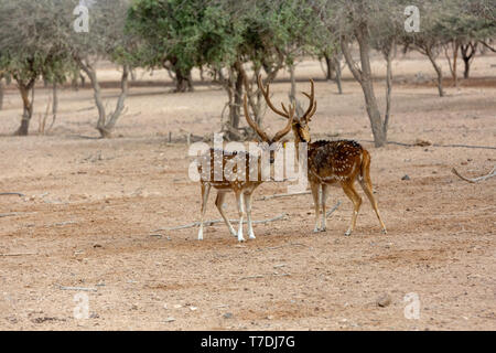 Cervi asse a Sir Bani Yas Island, l'Arabian Wildlife Park, Abu Dhabi, Emirati arabi uniti Foto Stock