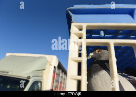 6 maggio 2019 - AlmazÃ¡N, Spagna - un piccione viaggiatore vede in attesa di essere liberati dalla loro Racing Box in a Almazan.3.500 homing piccioni, che sono stati presi dal loro loft a Barcellona la provincia, sono stati rilasciati in AlmazÃ¡n per una corsa di circa 450 chilometri tra questa città nel nord della Spagna e Barcellona, ad est del paese. Credito: Jorge Sanz SOPA/images/ZUMA filo/Alamy Live News Foto Stock