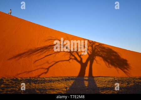 Poco dopo l'alba, l'acacia, proietta la sua ombra su una duna in Sossusvlei, un turista prende un periodo di riposo nella sua ascesa al Duene, presa su 01.03.2019. Il Sossusvlei nel Namib-Naukluft National Park è stato un Sito Patrimonio Mondiale dell'UNESCO dal 2013, e il suo famoso, quasi 400 metri di alta duna è uno dei più alti del mondo. In basso la precipitazione area di dune, che è uno dei particolari attrazioni turistiche della Namibia, diventa molto caldo durante i mesi estivi. L'arancio-rosso della sabbia è causata da una elevata proporzione di ossido di ferro. Foto: Matthias Toedt/dpa-Zentralbild / Foto Stock