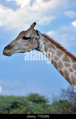 La giraffa a mangiare nel Parco Nazionale Etosha al tramonto, presa su 05.03.2019. La Giraffa (giraffa) appartiene alla pairhorses e con un peso di fino a 1600 kg e un'altezza del corpo di fino a sei metri (tori) è il più alto di terra-animale vivente dar. Nonostante la loro lunghezza, la giraffa della colonna vertebrale cervicale ha solo sette di conseguenza grandi vertebre, in cui il collo è detenuto da un solo tendine. Oggi, le giraffe sono presenti solo in zone di savana a sud del Sahara, versusden paludose sono generalmente evitati. Foto: Matthias Toedt/dpa-Zentralbild/ZB/Picture Alliance | Utilizzo di tutto il mondo Foto Stock