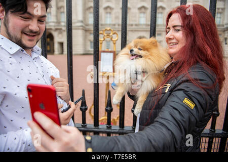 Londra, Regno Unito. 07 maggio 2019. "Prince" una tazzina di Pomerania pone per le fotografie e per le selfies con il suo proprietario Jane Doy con il principe Harry e Meghan Markle Royal Baby cavalletto fuori Buckingham Palace. Il Duca e la Duchessa di Sussex ha dato i natali a un ragazzo di ieri. Credito: Benjamin Wareing/ Alamy Live News Foto Stock