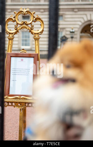 Londra, Regno Unito. 07 maggio 2019. "Prince" una tazzina di Pomerania pone per le fotografie e per le selfies con il suo proprietario Jane Doy con il principe Harry e Meghan Markle Royal Baby cavalletto fuori Buckingham Palace. Il Duca e la Duchessa di Sussex ha dato i natali a un ragazzo di ieri. Credito: Benjamin Wareing/ Alamy Live News Foto Stock