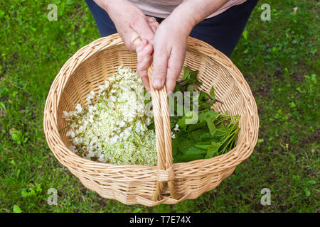 Un le mani delle donne in possesso di un cestello con diverse erbe in esso: fiore di sambuco - Sambucus, di fiori di acacia, foglie di menta e foglie di Melissa Foto Stock