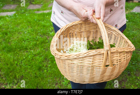 Un le mani delle donne in possesso di un cestello con diverse erbe in esso: fiore di sambuco - Sambucus, di fiori di acacia, foglie di menta e foglie di Melissa Foto Stock