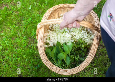 Un le mani delle donne in possesso di un cestello con diverse erbe in esso: fiore di sambuco - Sambucus, di fiori di acacia, foglie di menta e foglie di Melissa Foto Stock