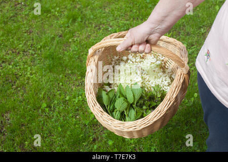 Un le mani delle donne in possesso di un cestello con diverse erbe in esso: fiore di sambuco - Sambucus, di fiori di acacia, foglie di menta e foglie di Melissa Foto Stock