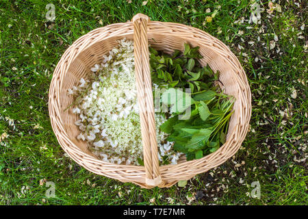 Un cesto pieno di diverse erbe in esso: fiore di sambuco - Sambucus, di fiori di acacia, foglie di menta e foglie di Melissa - Melissa officinalis Foto Stock