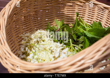 Un cesto pieno di diverse erbe in esso: fiore di sambuco - Sambucus, di fiori di acacia, foglie di menta e foglie di Melissa - Melissa officinalis Foto Stock