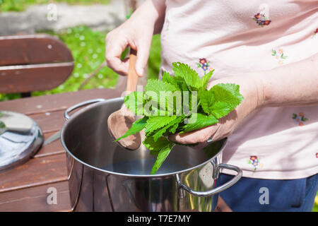 Una donna di mettere le foglie di Melissa - melissa officinalis in una pentola per fare uno sciroppo Foto Stock