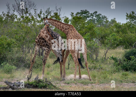 Una coppia di giraffe maschio (Giraffa giraffa) dispaying restringimento (lotta) comportamento nella Riserva Timbavati, Sud Africa Foto Stock