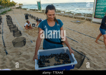 Praia do Forte, Brasile - 31 Gennaio 2019: naturalistica collaboratori durante la raccolta del neonato tartarughe sul progetto Tamar a Praia do Forte in Brazi Foto Stock