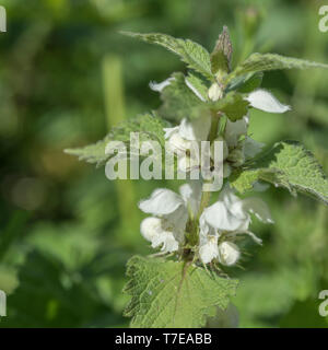 Close-up di fiori bianchi di morti bianche di ortica / Lamium album - i fiori secchi di che una volta erano effettuati in tè, mentre le foglie giovani sono commestibili. Foto Stock