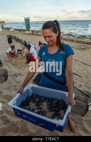 Praia do Forte, Brasile - 31 Gennaio 2019: naturalistica collaboratori durante la raccolta del neonato tartarughe sul progetto Tamar a Praia do Forte in Brazi Foto Stock