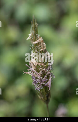 Macro Close-up di ciò che si ritiene essere coda di volpe / Alopecurus pratensis in fiore, ma potrebbe essere una forma di Timoteo. Metafora erbe generico. Foto Stock