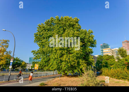 Aelteste Plantane berlinese, Kaiser-Platane, Potsdamer Strasse e il Tiergarten, nel quartiere Mitte di Berlino, Deutschland Foto Stock