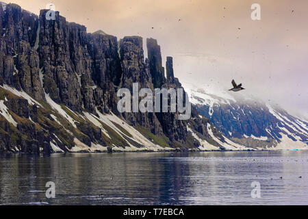 Thick-fatturati Murres (Uria lomvia) colonia, Alkefjellet bird cliff, Hinlopen Strait, isola Spitsbergen, arcipelago delle Svalbard, Norvegia Foto Stock