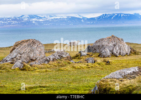 Renna delle Svalbard (Rangifer tarandus platyrhynchus) nel toundra, isola Spitsbergen, arcipelago delle Svalbard, Norvegia Foto Stock