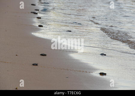 Baby tartarughe facendo il modo dell'oceano in Brasile Foto Stock