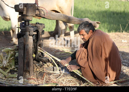 Indian gli agricoltori che lavorano in un campo del Rajasthan Foto Stock