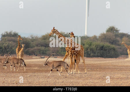 Conservation Park a Sir Baniyas Isola, Abu Dhabi, Emirati arabi uniti Foto Stock