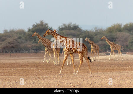 Conservation Park a Sir Baniyas Isola, Abu Dhabi, Emirati arabi uniti Foto Stock