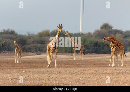 Conservation Park a Sir Baniyas Isola, Abu Dhabi, Emirati arabi uniti Foto Stock