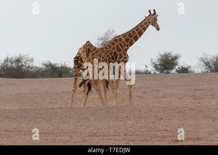 Conservation Park a Sir Baniyas Isola, Abu Dhabi, Emirati arabi uniti Foto Stock