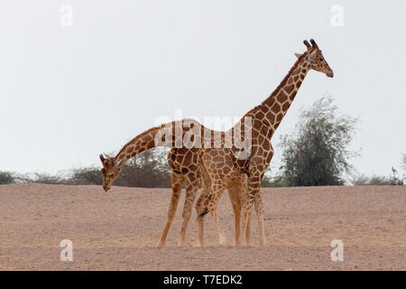 Conservation Park a Sir Baniyas Isola, Abu Dhabi, Emirati arabi uniti Foto Stock