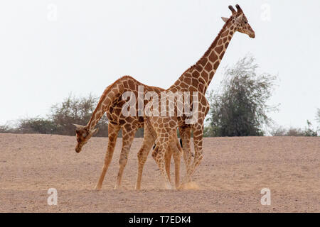 Conservation Park a Sir Baniyas Isola, Abu Dhabi, Emirati arabi uniti Foto Stock