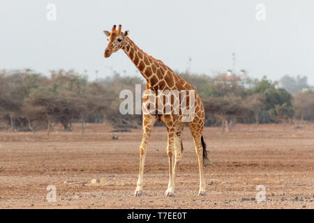 Conservation Park a Sir Baniyas Isola, Abu Dhabi, Emirati arabi uniti Foto Stock