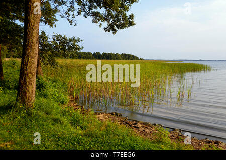 Il lago di Dargin, Masurian Lake District, Warmia Masuria - Polonia Foto Stock