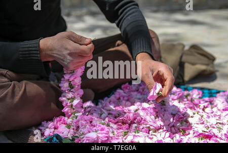 Mani lavorando con boccioli di rosa, mettendoli su una stringa Foto Stock