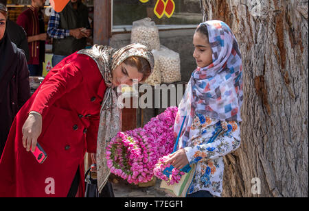 Niasar, Iran, 25 Aprile 2019: giovani iraniani la Dama con fiori, che li vendono per la passbyers durante la rosa stagione di raccolta Foto Stock