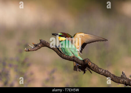 Unione Gruccione (Merops apiaster) con preda di insetti.Spagna. Foto Stock