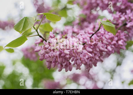 Cercis siliquastrum fioritura in primavera. Albero di Giuda. Foto Stock