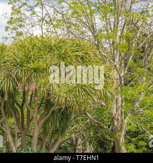 Fronde e fogliame di Cornish Palm tree / Cordyline australis in Cornovaglia. A volte chiamato la Nuova Zelanda cabbage tree. Foto Stock