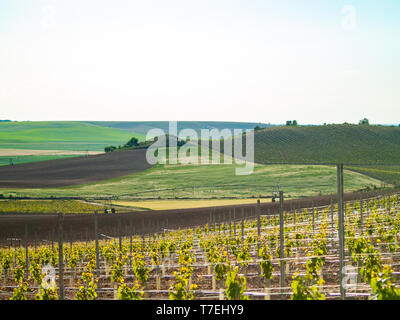 Un paesaggio rurale della cultura in vigneti a spalliera in primavera a denominazione di origine di Ribera del Duero in Spagna Foto Stock