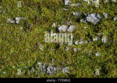 Corteccia di albero o Rhytidome ricoperta di verde muschio dettaglio texture nella Foresta di primavera Foto Stock