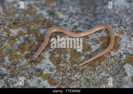 A testa piatta (Snake Tantilla gracilis) da Chase County, Kansas, Stati Uniti d'America. Foto Stock