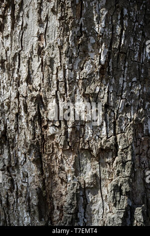 Populus nigra o pioppo nero di corteccia di albero o Rhytidome dettaglio texture nella Foresta di primavera Foto Stock